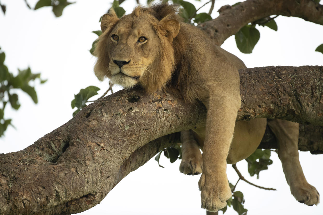 Normally if a cat got stuck up a tree you'd call the fire brigade but you might think twice with these lions, perched precariously on the branches whilst they have an afternoon nap. See National News story NNlions. One male is even draped across two branches, with his legs and tail dangling down, whilst in another the two females wedge themselves almost upright before dozing. The pics were taken by wildlife snapper Vince Burton in the Queen Elizabeth National Park in Uganda. Vince Burton, 46 from North Tuddenham in Norfolk, said: "Lions are not known for their tree climbing abilities, unlike other big cats such as leopards. 