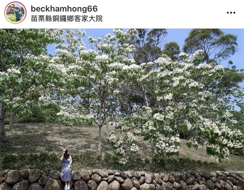 苗栗客家大院油桐花盛開。（圖／IG：beckhamhong66 授權提供）