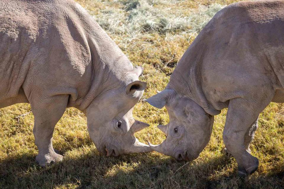 <p>The Living Desert Zoo and Gardens</p> Black rhinos Nia and Jaali during one of their "dates" at The Living Desert Zoo and Gardens