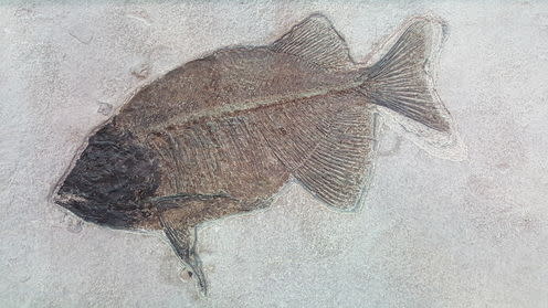   <span class="attribution"><a class="link " href="https://www.shutterstock.com/image-photo/fish-fossil-evolution-began-about-530-652536964" rel="nofollow noopener" target="_blank" data-ylk="slk:Shutterstock;elm:context_link;itc:0;sec:content-canvas">Shutterstock</a></span>