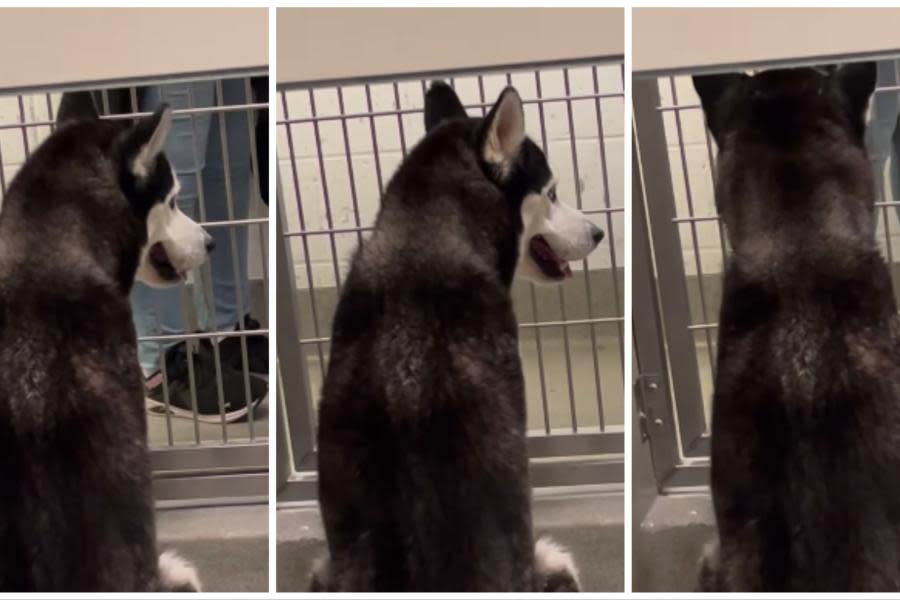 Perrito Husky conmueve luego de ser ignorado en Centro de Adopción de California