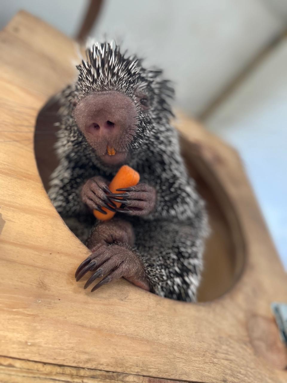 Quinn is a prehensile-tailed porcupine who lives at Mandalay Farms. She is brown and black and has white- and-black-tipped quills and weighs about 6 pounds.