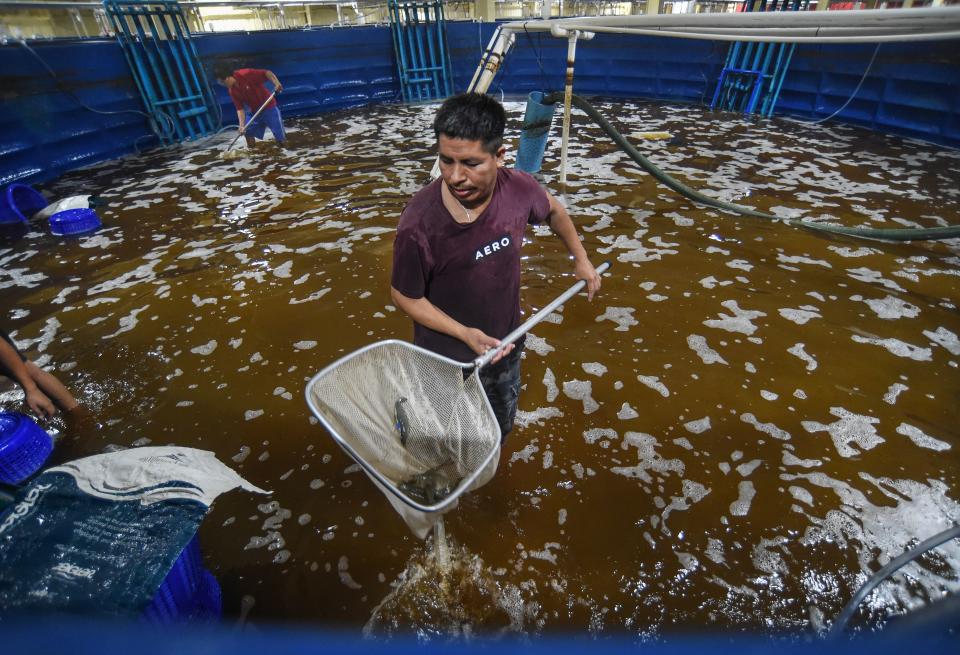 Julio Jose (front), Manuel Andres (background). and Virgilio Pascuel (left hidden) use their nets to harvest adult live shrimp in one of 40 tanks at the HomeGrown Shrimp facility on Wednesday, Jan. 24, 2024, in Indiantown. The business farms shrimp from eggs to full-grown, harvested and packaged on site.