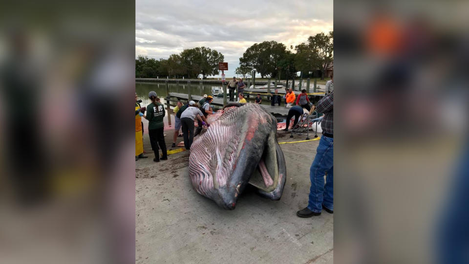 A 38-foot-long (11.5 meters) male Rice's whale stranded on the Florida coast in 2019. Analysis of this individual led to the species becoming officially recognized in 2021.