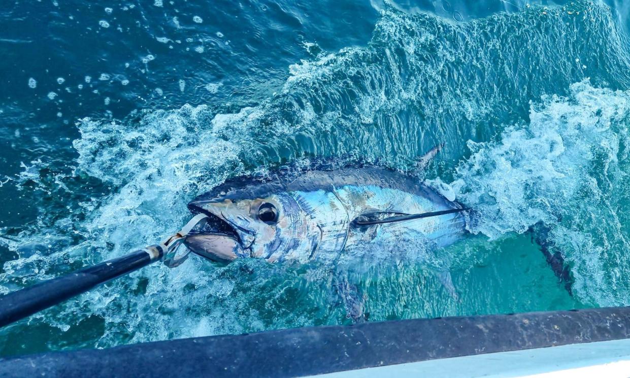 <span>Bluefin tuna disappeared from UK waters in the 1960s, but can now be caught off the coast of Cornwall.</span><span>Photograph: Aquila Sport Fishing Charters</span>