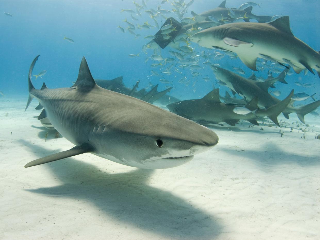 A tiger shark swims by the camera as lemon sharks frenzy for their share of food in the background.