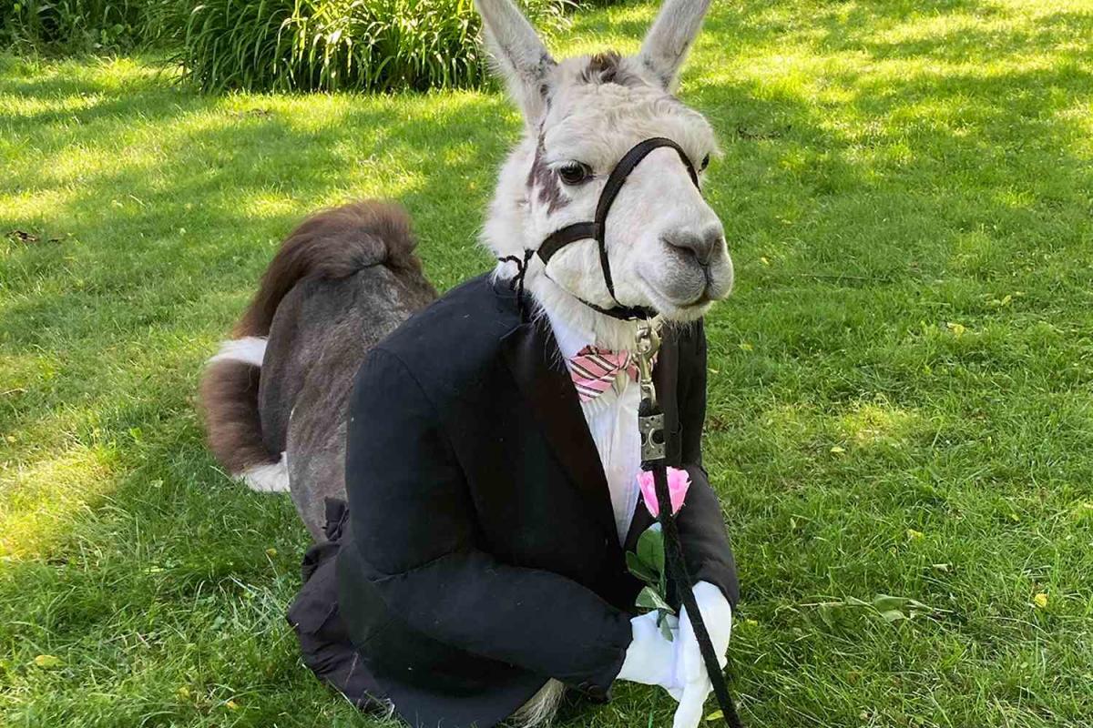 Lama dressed as best man delights guests at wedding in New York