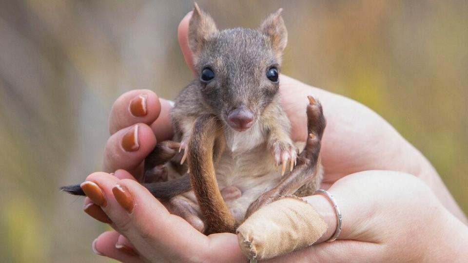 A juvenile male brush-tailed bettong sits in the hands of one of the researchers.