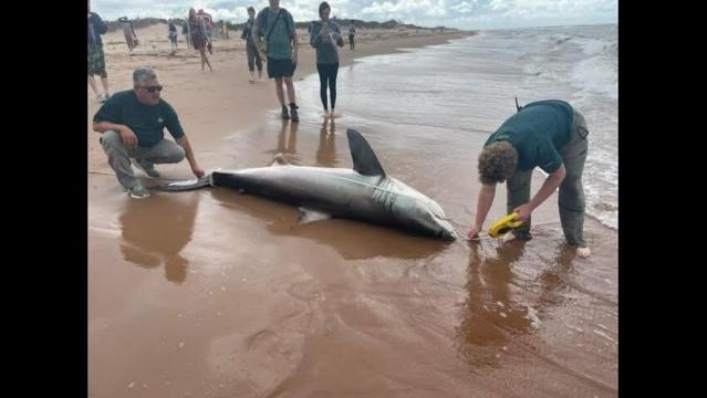 Another great white shark washes ashore in Canada — the 4th in 9