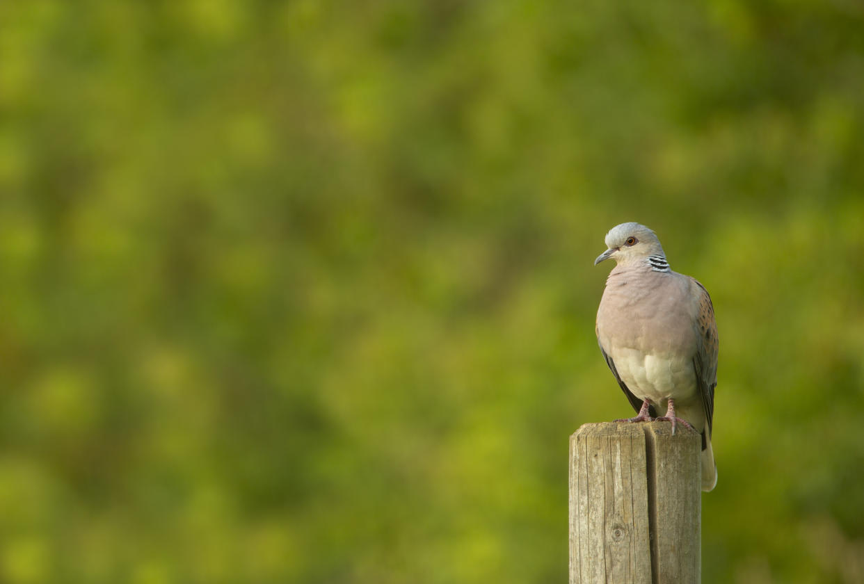 Turtle dove on fence post