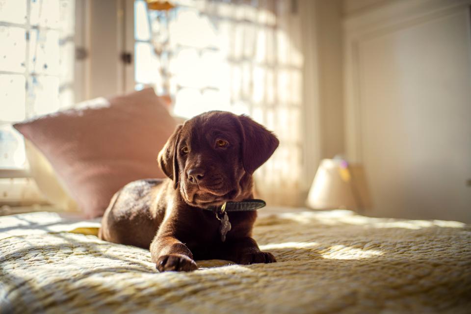 The Farmer's Dog relied on a pair of puppies, Wayne and Samantha, to portray the chocolate lab in its youngest days during its Super Bowl commercial.