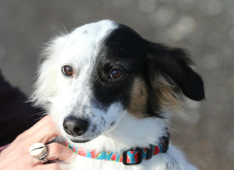 Juno, a dog from Nicaragua, was rescued by Julie and Matt Burke, owners of Las Olas Taqueria.