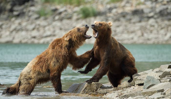 Two brown bears stand on rocks by a river, appearing to roar at each other