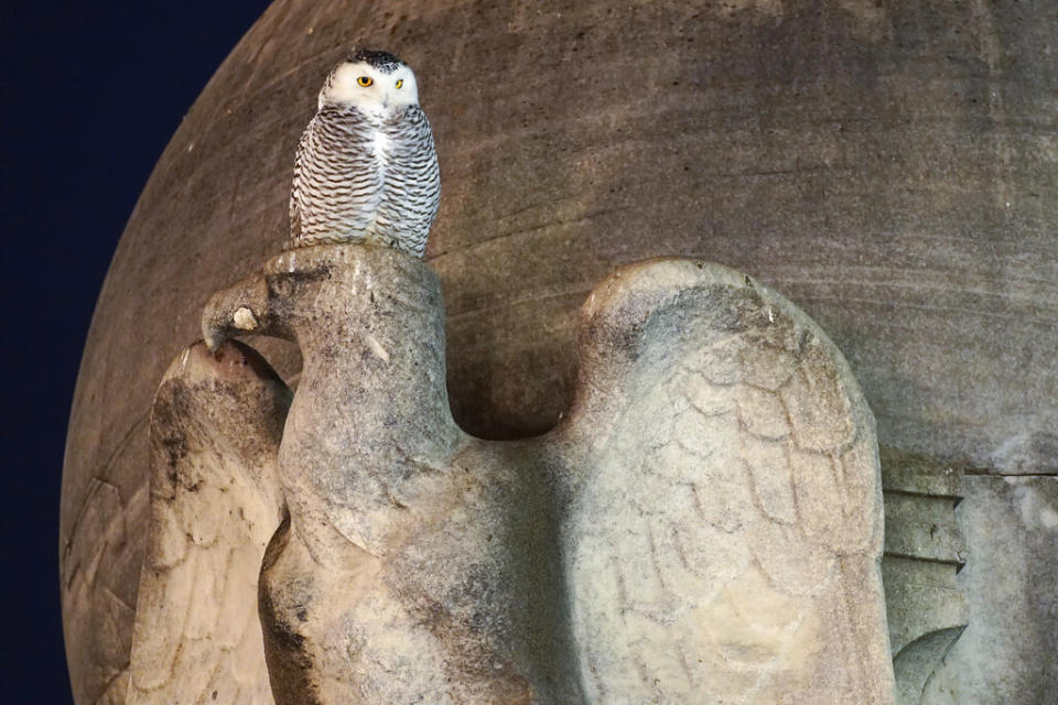 A rare snowy owl looks down from its perch on a marble eagle of the Christopher Columbus Memorial Fountain at the entrance to Union Station in Washington, D.C. (AP Photo/Carolyn Kaster)<br><br>