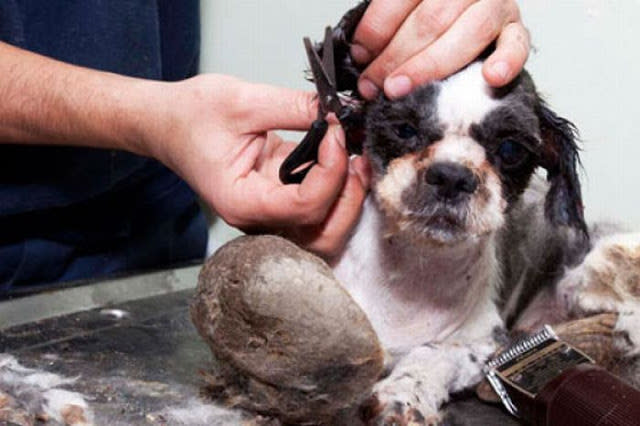 ...kam ein kleines süßes Hündchen zum Vorschein. Am Anfang war der kleine Straßenhund noch etwas schüchtern und tapste hilflos umher.