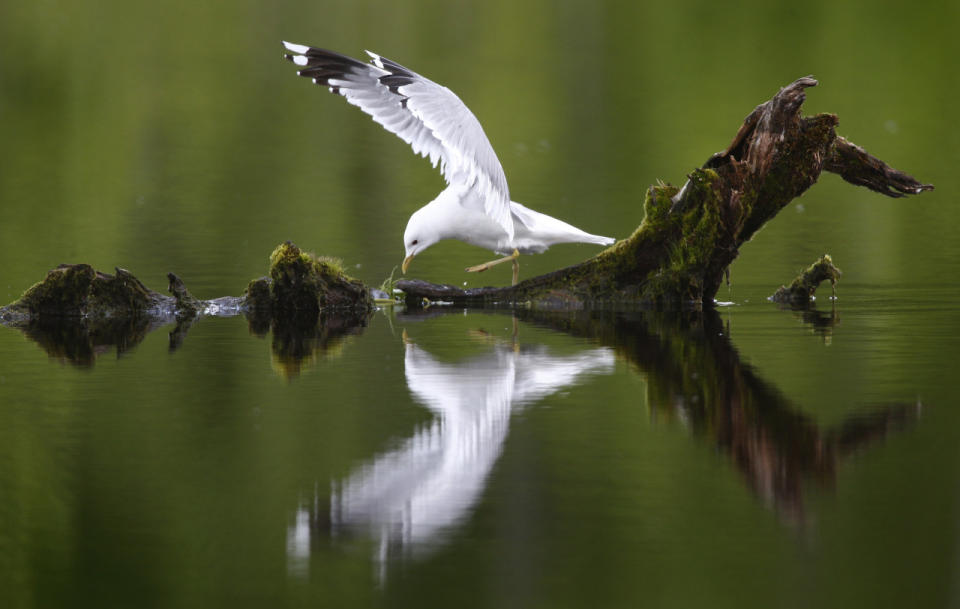 <p>A gull rests on a driftwood on a pond at a forest near the village of Svislach in Belarus on May 17, 2016, as spring weather arrives. (Sergei Grits/AP)</p>