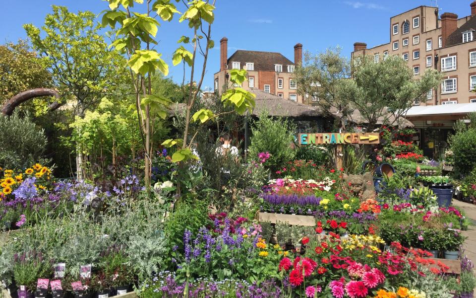 Boma best garden centres london - Boma Garden Centre