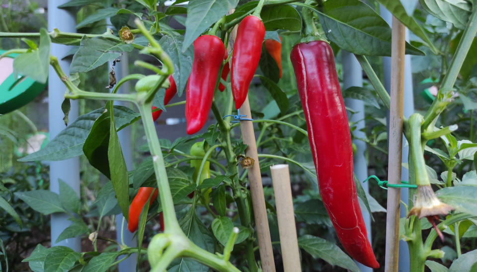 Red chillies growing in a greenhouse