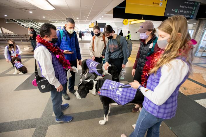 The Canine Airport Therapy Squad, counterintuitively named CATS, took the throne for the biggest programme from LAX Airport this year.