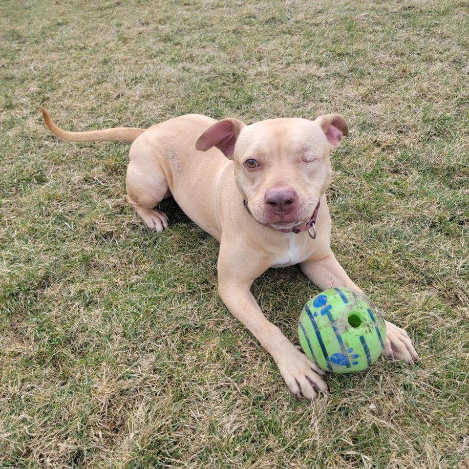 Shakira spent more than a year at the Humane Society of Richland County until she was finally adopted on Feb. 17.