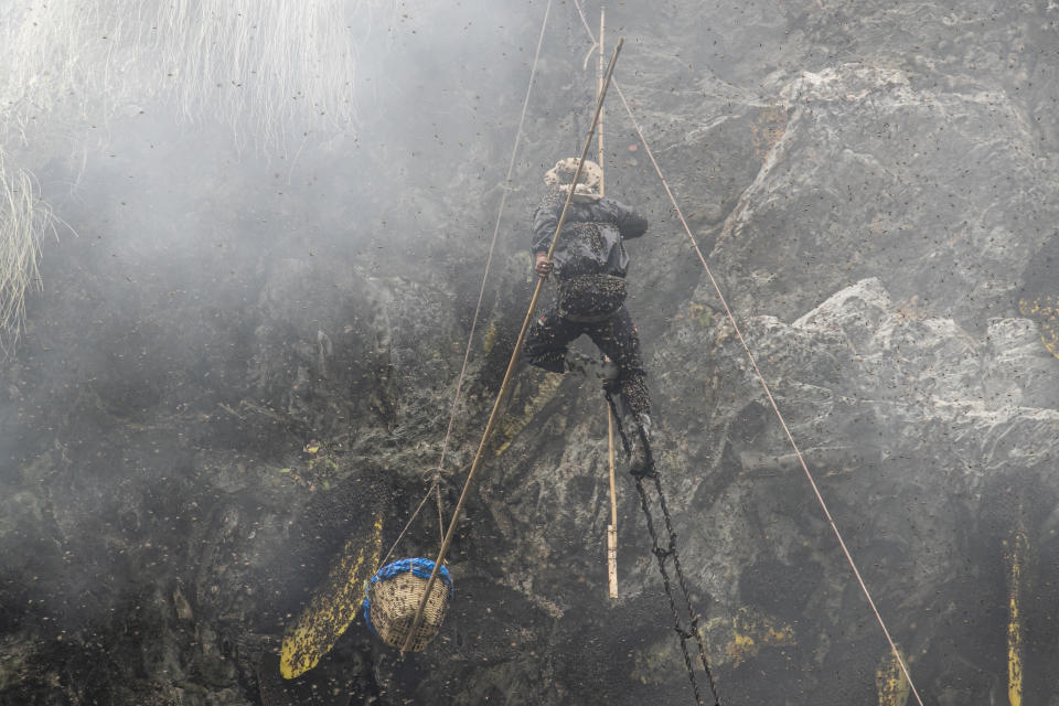 Devi Bahadur Nepali, an experienced honey hunter climbs on a bamboo rope to harvest cliff honey in Dolakha, 115 miles east of Kathmandu, Nepal, Nov. 19, 2021. High up in Nepal's mountains, groups of men risk their lives to harvest much-sought-after wild honey from hives on cliffs. (AP Photo/Niranjan Shrestha)