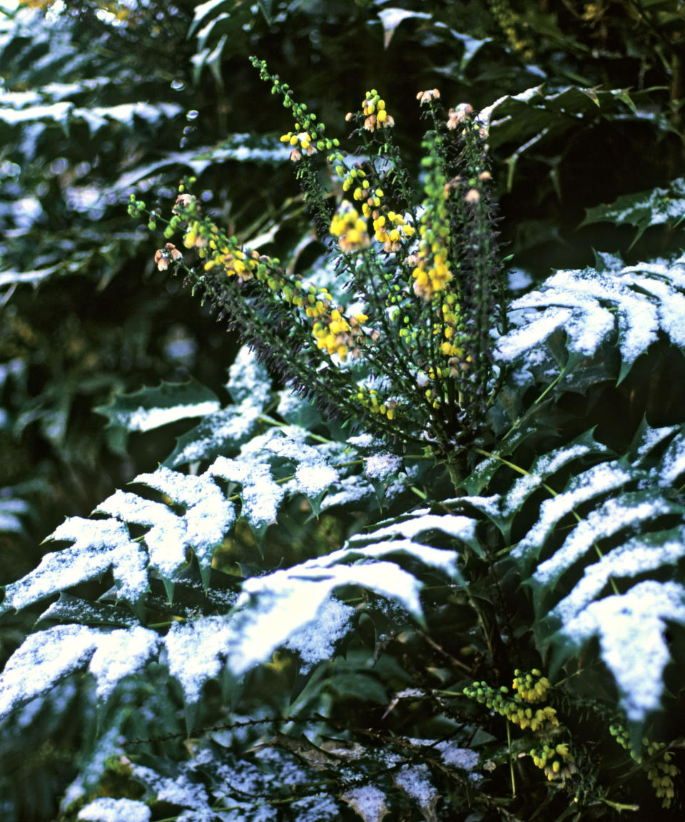 mahonia with snow covered leaves