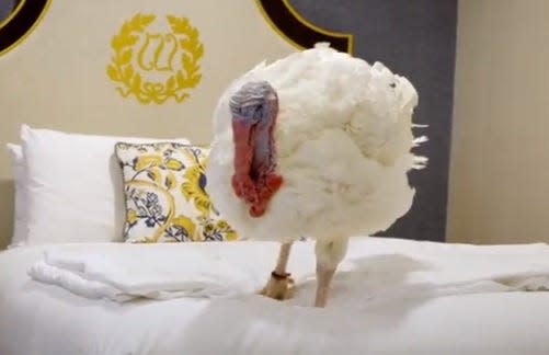 This screen grab from a video posted to Twitter by the White House shows one of two turkeys from Jasper, Indiana that will be "pardoned" by President Biden on Friday.