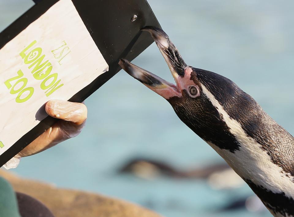 A penguin pecks a keeper's clipboard during a stock take at London Zoo, Thursday, Jan. 2, 2014. Home to more than 850 different species, zoo keepers welcomed in the New Year armed with clipboards as they made a note of every single animal. The compulsory annual count is required as part of ZSL London Zoo’s zoo license, and every creature, from the tiny leaf cutter ants to the huge silverback gorillas is duly noted and accounted for. (AP Photo/Kirsty Wigglesworth)