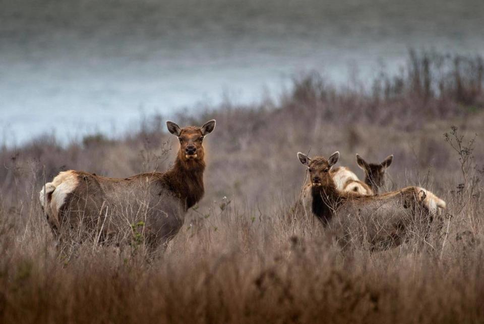 Tule elk graze in Drakes Bay near the Point Reyes Seashore on Tuesday, Oct. 9, 2018.