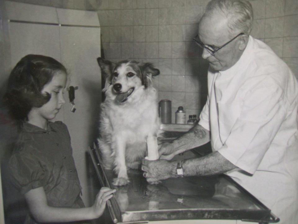 A veterinarian examines a dog.