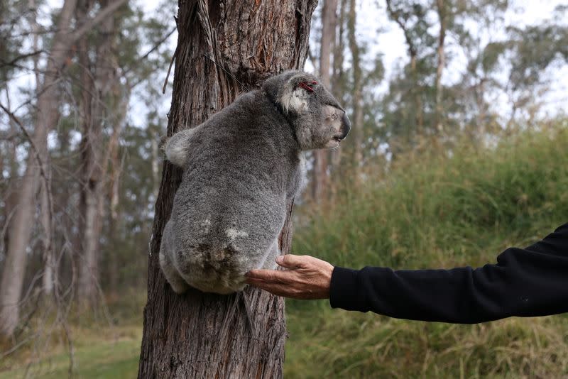 The Wider Image: From disease to bushfires, Australia's iconic koalas face bleak future