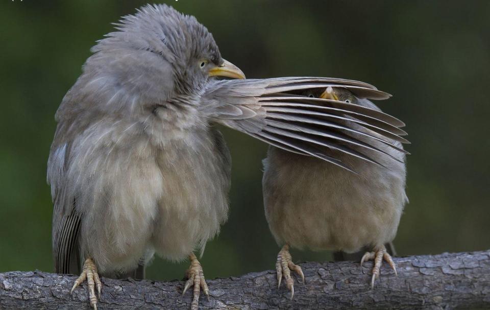 Fotografía, Animales, Competencia