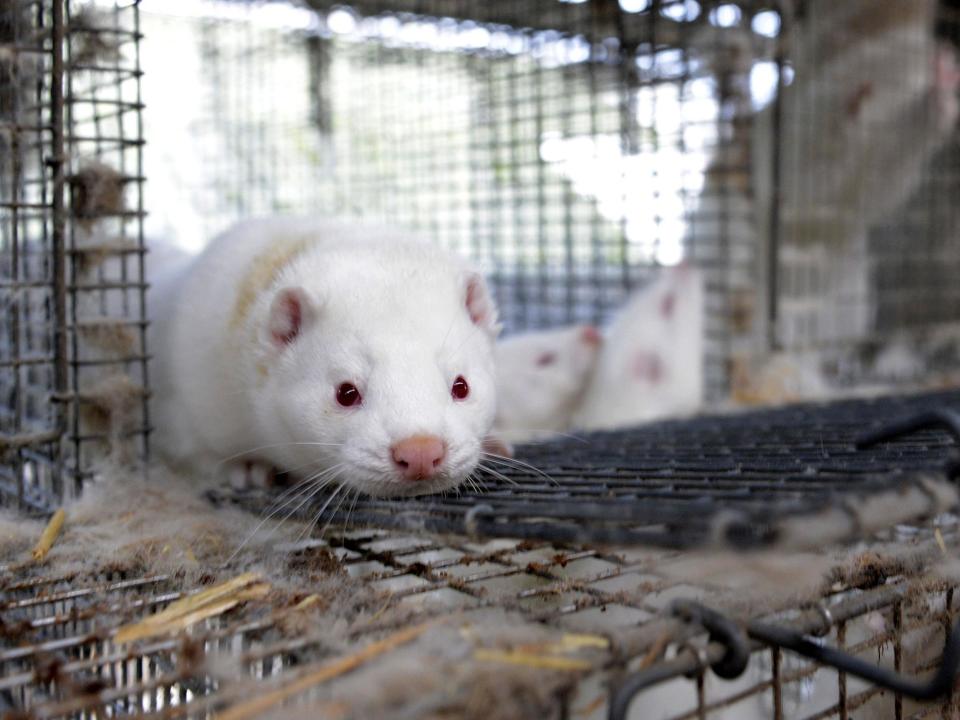 Norway has pledged to end mink and fox farming by 2025: Fabian Bimmer/Reuters