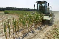 Steve Niedbalski chops down his drought and heat stricken corn for feed Wednesday, July 11, 2012 in Nashville Ill. Farmers in parts of the Midwest, dealing with the worst drought in nearly 25 years, have given up hope for a corn crop and are mowing over their fields and baling the heat withered plants for livestock feed. (AP Photo/Seth Perlman)