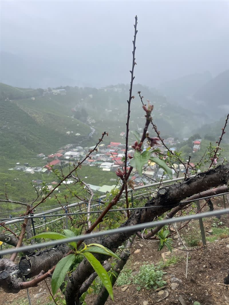 果農推測是三月份下大雨，打落花苞，加上花蓮大地震，把樹根震斷，導致水蜜桃生長異常。(圖／翻攝畫面)