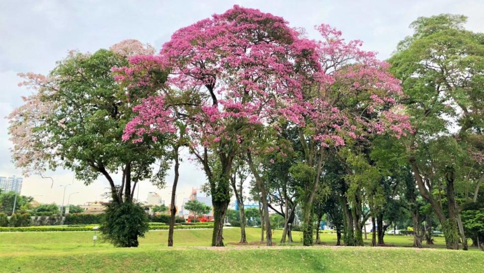 Trumpet trees flowering along Nicoll Highway. (PHOTO: National Parks Board)