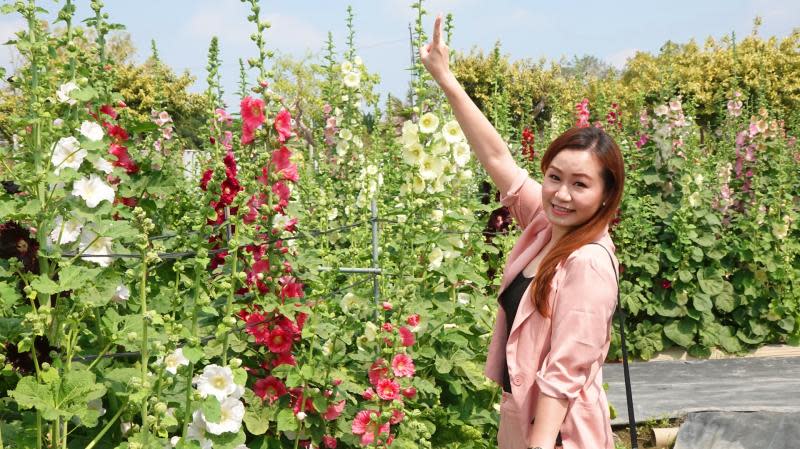 員林蜀葵花季南區公園登場　花現員林蜀葵花海探險去