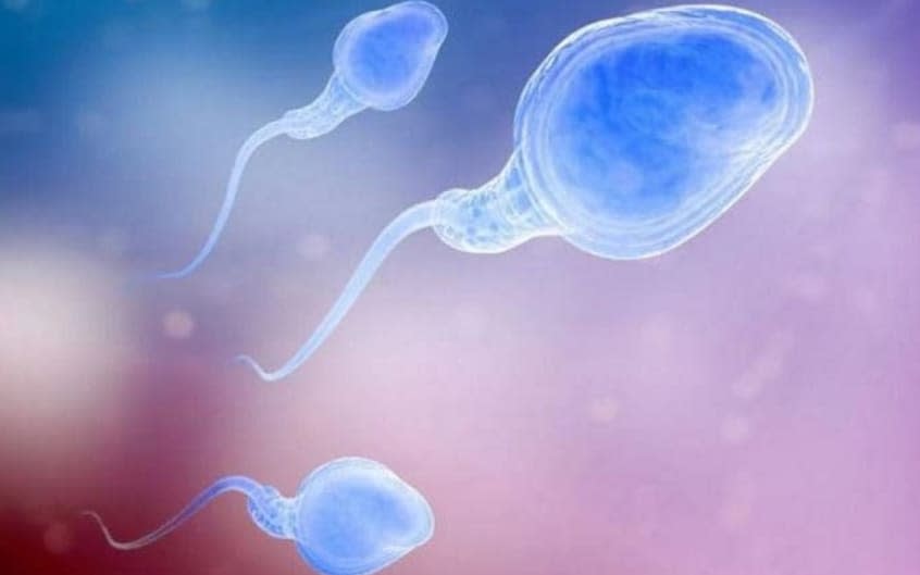 Researchers found that sperm in the tests appears protected and only becomes damaged as it passes through ducts in the body prior to ejaculation