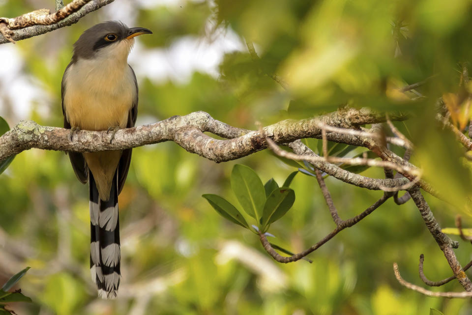 This image provided by Macaulay Library/Cornell Lab of Ornithology shows a mangrove cuckoo. The slender, long-tailed mangrove cuckoo, which has a large range in southern Florida, the Caribbean and Latin America, is among species likely to be spotted by participants in the Great Backyard Bird Watch, running Feb. 17-20. The global count by volunteers helps scientists studying the decline of bird populations worldwide. (Scott Young/Macaulay Library/Cornell Lab of Ornithology via AP)