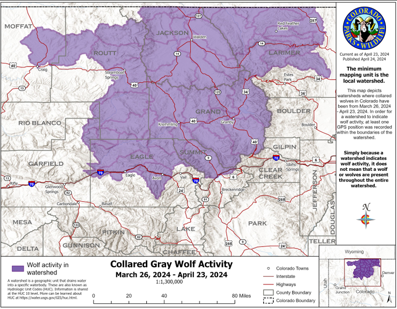  This map shows collared gray wolf activity recorded by CPW from March 26 through April 23, 2024.