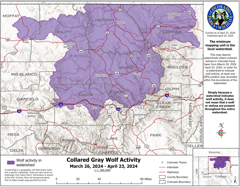 This map shows collared gray wolf activity recorded by CPW from March 26 through April 23, 2024.