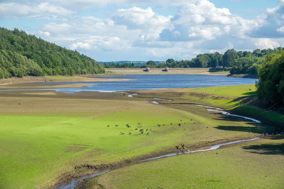 Ducks and Canadian Geese peck at dry ground where there used to be water in North Yorkshire on August 5 2022