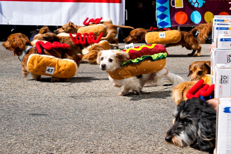 The annual Running of the Wieners consists of 100 dachshunds, either purebred or mixed breeds, racing for the title of the winning wiener on Friday, Sept. 15, 2023 at the 2023 Oktoberfest Zinzinnati in Downtown Cincinnati.