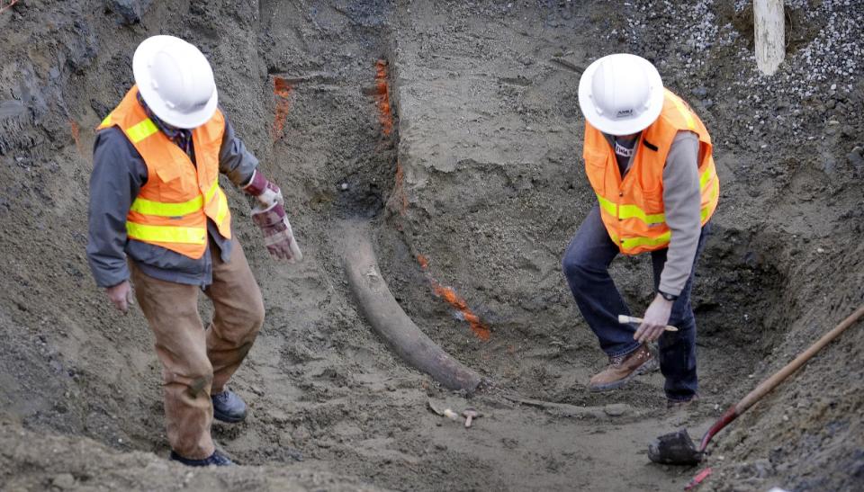 Researchers from the University of Washington's Burke Museum step around a fossilized mammoth tusk that was found earlier in the week Thursday, Feb. 13, 2014, in Seattle. In the crowded south Lake Union neighborhood where Amazon.com workers go out for espresso, an ice age mammoth died 10,000 years ago and remained until this week, when a plumbing contractor crew uncovered its tusk. Paleontologists with the Burke Museum are working with the building contractor to remove the tusk. (AP Photo/Elaine Thompson)