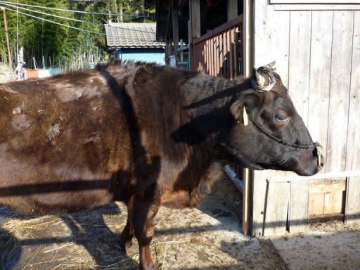 Cattle are seen on the farm of 49-year-old farmer Mitsuhide Ikeda in the town of Okuma in Fukushima prefecture, five kilometres from the troubled Fukushima nuclear power plant. After one visit, which lasted only a few hours, Ikeda's exposure to radiation was measured at five millisieverts -- five times the normal annual level and all 32 of his cattle had disappeared