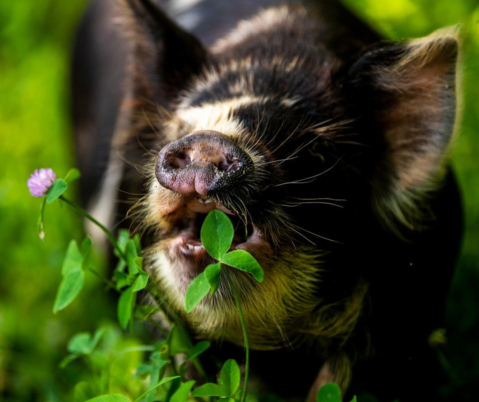 A Kunekune pig eats clover at Mkono Farm in southern Monroe County on Wednesday, July 12, 2023.