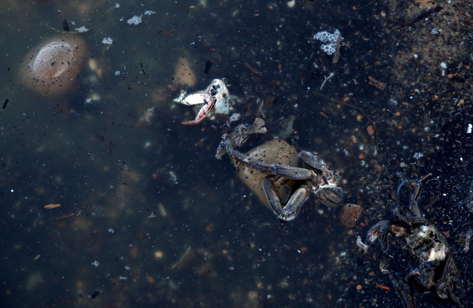 Miles de peces muertos en una playa inglesa antes de la COP26