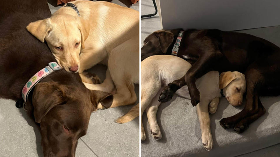 A golden labrador puppy cuddles up to a full grown chocolate labrador.