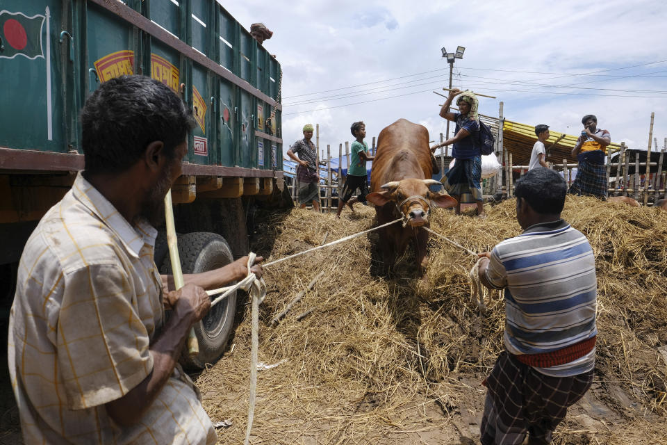 Cattle are unloaded from a truck for sale at Gabtoli cattle market ahead of Eid-al Adha in Dhaka, Bangladesh, Friday, July 16, 2021. Millions of Bangladeshis are shopping and traveling during a controversial eight-day pause in the country’s strict coronavirus lockdown that the government is allowing for the Islamic festival Eid-al Adha. (AP Photo/Mahmud Hossain Opu)