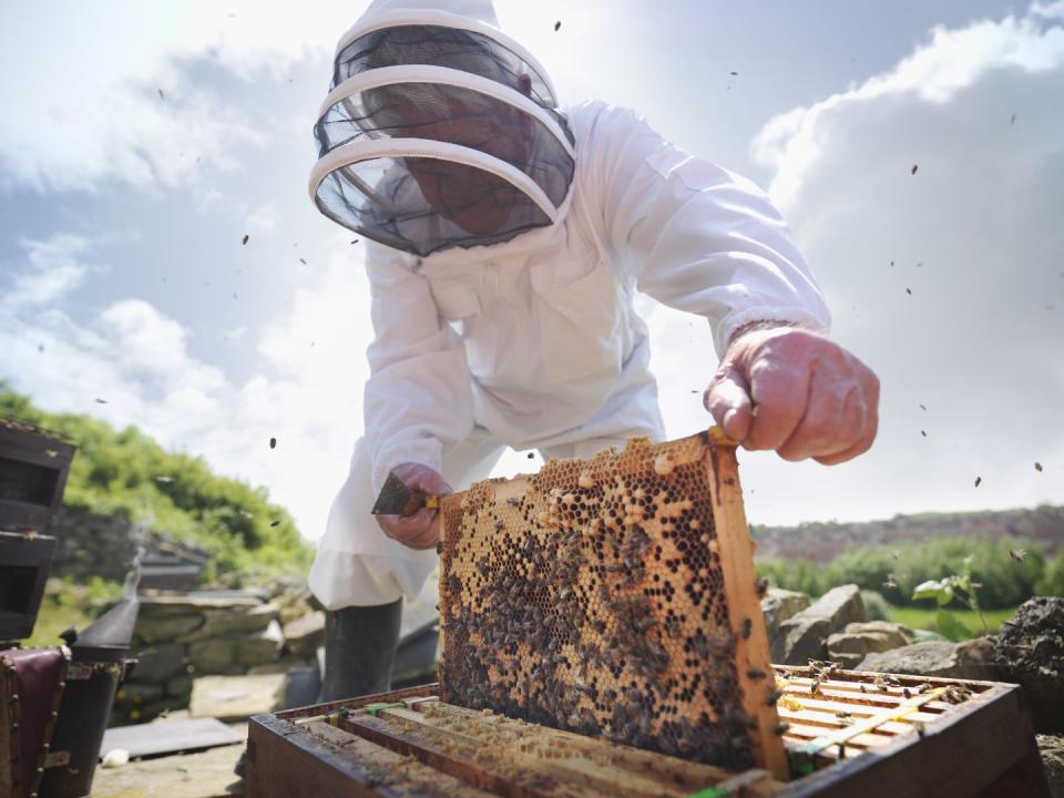 <p>That's right. The President is fortunate to receive <em>extremely</em> locally sourced honey in any of his dishes.</p>